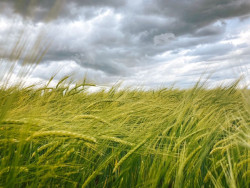 El precio de los principales productos agr&iacute;colas b&aacute;sicos se podr&iacute;an disparar un 8,5% por la guerra de Ir&aacute;n