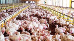 El precio del kilo del pollo se encarece un 12% en la última semana, hasta 3,19 euros, según COAG