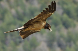 El primer quebrantahuesos nacido en los Picos de Europa en 75 años ya vuela en libertad