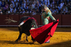 El Senado insta al Gobierno a que proteja al toro de lidia y derogue la Ley de Bienestar Animal 