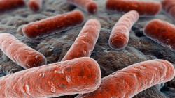 El sulfuro de hidr&oacute;geno es fundamental para la capacidad innata de las bacterias de sobrevivir a los antibi&oacute;ticos
