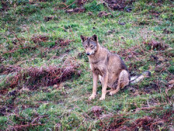 El Supremo ratifica la anulaci&oacute;n de la extracci&oacute;n de lobos autorizada por Cantabria en 2022