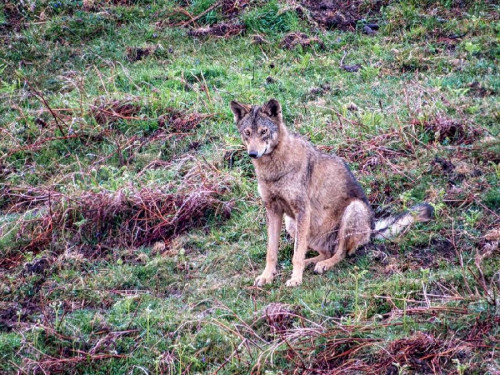 El Supremo ratifica la anulaci&oacute;n de la extracci&oacute;n de lobos autorizada por Cantabria en 2022