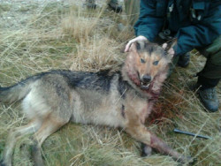 El TSJ de Asturias estima el recurso de los ecologistas y anula el II Plan de Gesti&oacute;n del Lobo