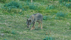 El TSJC deniega la suspensi&oacute;n cautelar del nuevo plan de gesti&oacute;n del lobo que ped&iacute;a PACMA