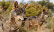 El TSJC rechaza también la petición de WWF de suspender el cupo para la extracción de 41 lobos en Cantabria