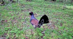 El urogallo cantábrico resiste al riesgo de extinción con apenas 190 ejemplares y una tasa de reproducción de 1,8 pollos