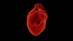 Encender un gen cancer&iacute;geno clave podr&iacute;a proporcionar el primer tratamiento curativo para la enfermedad card&iacute;aca