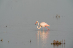 Estaci&oacute;n Biol&oacute;gica se&ntilde;ala que las lluvias de estos meses suponen "estabilizaci&oacute;n" de Do&ntilde;ana y su acu&iacute;fero