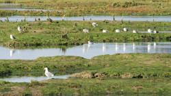 Fomento adjudica por 180.391 euros la renovaci&oacute;n del saneamiento de la cuenca del arroyo Pozeir&uacute;n, en Escalante