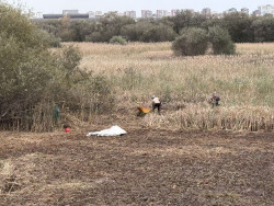 Fundación Naturaleza y Hombre continúa su campaña de control de especies invasoras en la Marisma de Alday