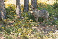 Ganaderos denuncian que MITECO les "ignora" en la elaboraci&oacute;n del informe sexenal del lobo