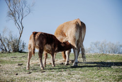 Ganaderos, preocupados por el descenso de sacrificios de terneros en Cantabria