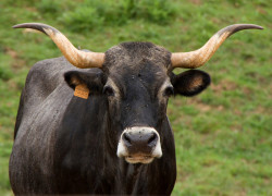 Hacia una ingeniería cárnica. Por Alfonso Campuzano