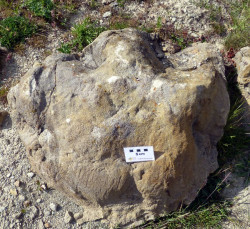 Hallan nuevas huellas de dinosaurios en Allepuz, Cedrillas y Jorcas (Teruel)