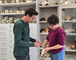 Hombres del Paleol&iacute;tico usaron huesos de ballenas para herramientas en el golfo de Vizcaya