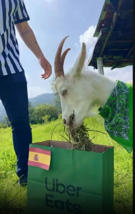 Hugo, la cabra viral que predijo el pase de Espa&ntilde;a a los cuartos de final del Mundial