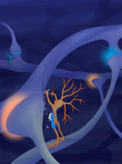 Identifican un grupo de c&eacute;lulas inmunitarias que esculpen las neuronas inhibidoras para regular el cableado del cerebro