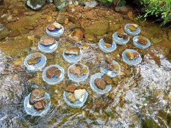 IHCantabria participa en un estudio que revela cómo la temperatura afecta al metabolismo de los salmónidos