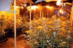 Intervenidas más de mil plantas de marihuana cultivadas `indoor` en Rubalcaba