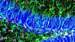 Investigadoras del CSIC descubren un nuevo mecanismo para activar las células madre del cerebro adulto