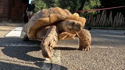 Investigadores de la UC analizan las pisadas de tortuga para interpretar huellas de animales de hace 250 millones de a&ntilde;