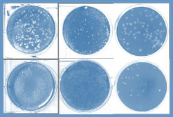 Investigadores del CSIC descubren que mol&eacute;culas sint&eacute;ticas de ARN inducen una respuesta inmune para el Covid-19
