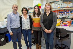 Investigadores del ISCIII generan h&iacute;gados en miniatura para mejorar el estudio de una enfermedad rara