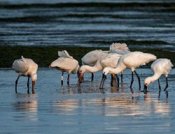 Investigadores desarrollan un modelo hidrológico que predice el comportamiento de las aves migratorias