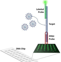  Investigadores espa&ntilde;oles dise&ntilde;an un nuevo m&eacute;todo para detectar la COVID-19 que es "m&aacute;s r&aacute;pido" que una PCR