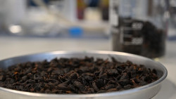 Investigadores obtienen polvo soluble de la cáscara del café con "potencial" de reducir el riesgo de patologías crónicas