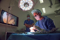Investigadores vinculan la reactivación del citomegalovirus con una menor recaída de cáncer de hígado tras el trasplante