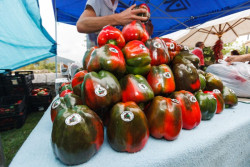 Isla acoge las Ferias del Pimiento y del Vino Costa de Cantabria