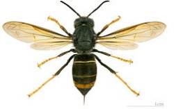 La avispa asi&aacute;tica