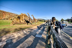 La campaña `+Cabárceno por menos` ofrece precios reducidos en las entradas y visitas guiadas a los recintos