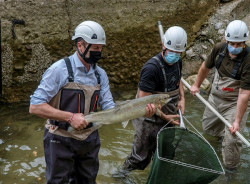 La campa&ntilde;a de control de salm&oacute;n en el r&iacute;o Pas se salda con 170 ejemplares reproductores