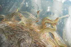 La campaña de la angula se desarrollará del 1 de noviembre al 28 de febrero