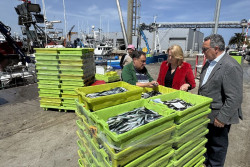 La costera del bocarte supera el 43% de la cuota de Cantabria