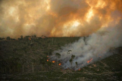 La deforestaci&oacute;n, conversi&oacute;n forestal y plantaciones de aceite de palma, vinculadas a brotes de enfermedades