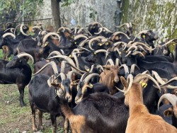 La Feria de Todos los Santos reúne hoy en Arredondo un millar de animales y 200 puestos de productos artesanos