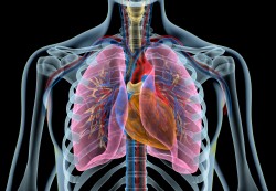 La función pulmonar no parece verse afectada tras la infección por COVID-19 en adultos jóvenes, niños y adolescentes