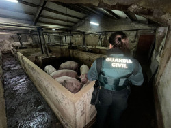 La Guardia Civil evita la muerte de 400 animales tras inundarse una explotaci&oacute;n porcina en Aldea Real (Segovia)