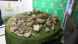 La Guardia Civil recupera m&aacute;s de 100 restos de mamuts expoliados de un yacimiento paleontol&oacute;gico en Granada