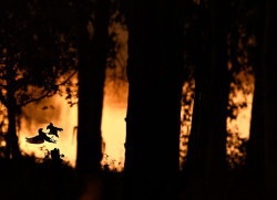La imagen de los árboles del bosque y aves en plena disputa, Premio FotoAves 2025 de SEO/BirdLife