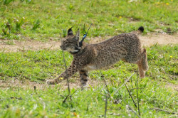 La Junta contabiliza 57 linces muertos por atropello en 2025 con un 27% de caída respecto al año pasado