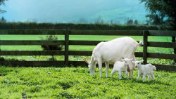 La leche entera de cabra podría ayudar más que la leche de vaca a reducir la frecuencia con la que los bebés regurgitan