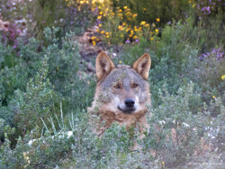 La luna de nieve y el aullido del lobo en nuestras montaña