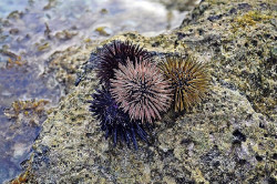 La nueva campaña experimental de explotación del erizo de Cantabria será del 1 de noviembre al 31 de marzo