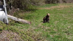 La osezna &Eacute;ndriga regresa a su h&aacute;bitat natural en Asturias tras recuperarse en Cantabria