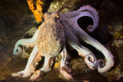 La pesca recreativa de pulpo en Cantabria comienza este mi&eacute;rcoles